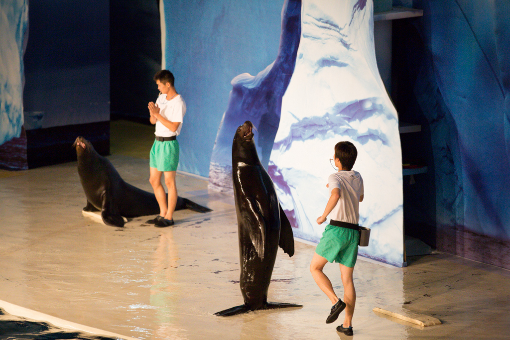 海狮表演 企鹅展览 海洋生物展览 美人鱼表演 鳄鱼表演 鱼缸
