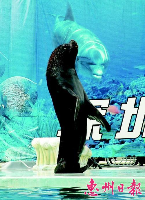 海狮表演 企鹅展览 海洋生物展览 美人鱼表演 鳄鱼表演 鱼缸