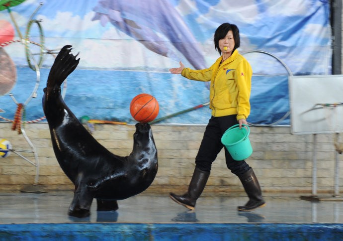 海狮表演 企鹅展览 海洋生物展览 美人鱼表演 鳄鱼表演 鱼缸