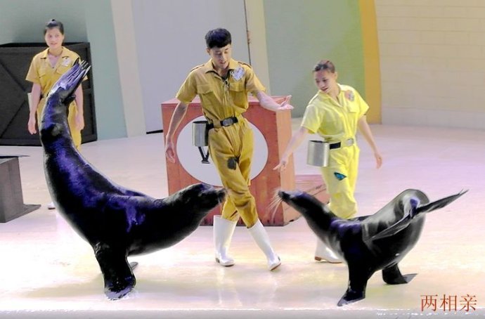 海狮表演 企鹅展览 海洋生物展览 美人鱼表演 鳄鱼表演 鱼缸