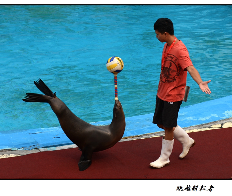 海狮表演 企鹅展览 海洋生物展览 美人鱼表演 鳄鱼表演 鱼缸