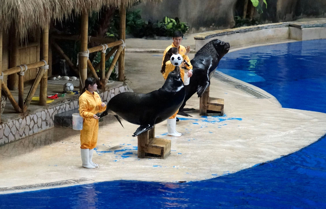 海狮表演 企鹅展览 海洋生物展览 美人鱼表演 鳄鱼表演 鱼缸