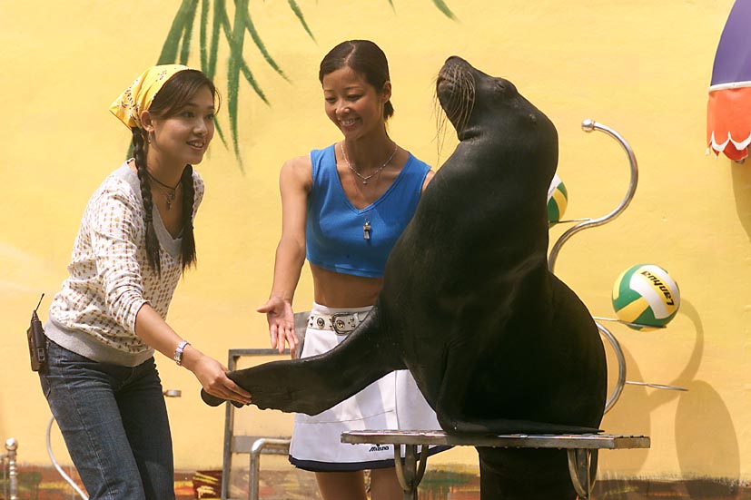 海狮表演 企鹅展览 海洋生物展览 美人鱼表演 鳄鱼表演 鱼缸