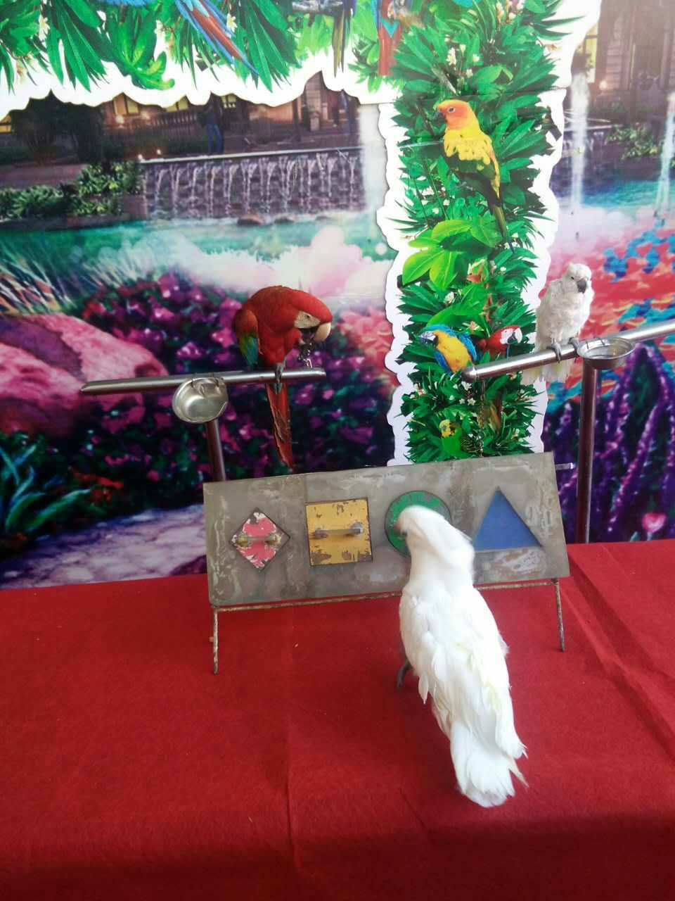 鹦鹉表演 百鸟展览 孔雀展 杂技表演 动物萌宠表演展览 动物