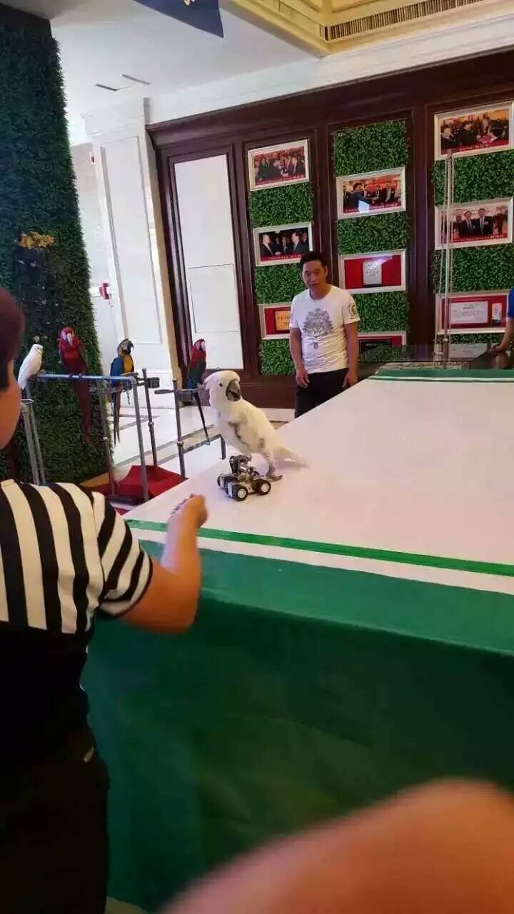 鹦鹉表演 百鸟展览 孔雀展 杂技表演 动物萌宠表演展览 动物