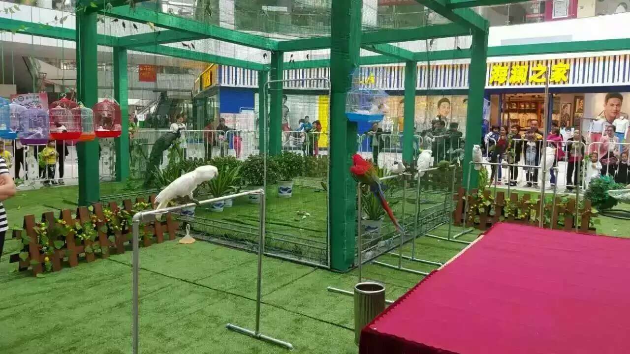 鹦鹉表演 百鸟展览 孔雀展 杂技表演 动物萌宠表演展览 动物