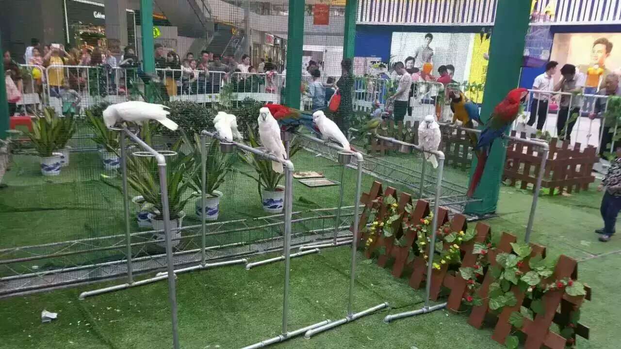 鹦鹉表演 百鸟展览 孔雀展 杂技表演 动物萌宠表演展览 动物