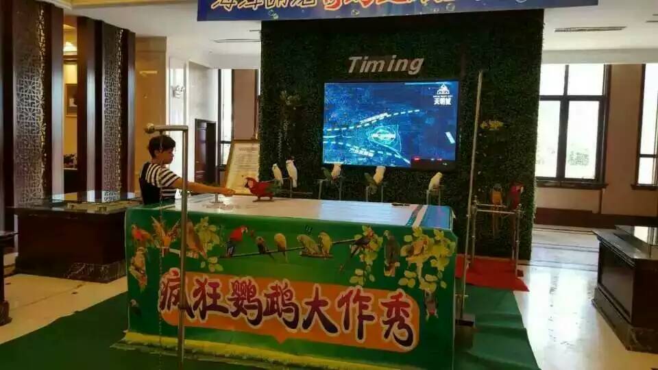 鹦鹉表演 百鸟展览 孔雀展 杂技表演 动物萌宠表演展览 动物