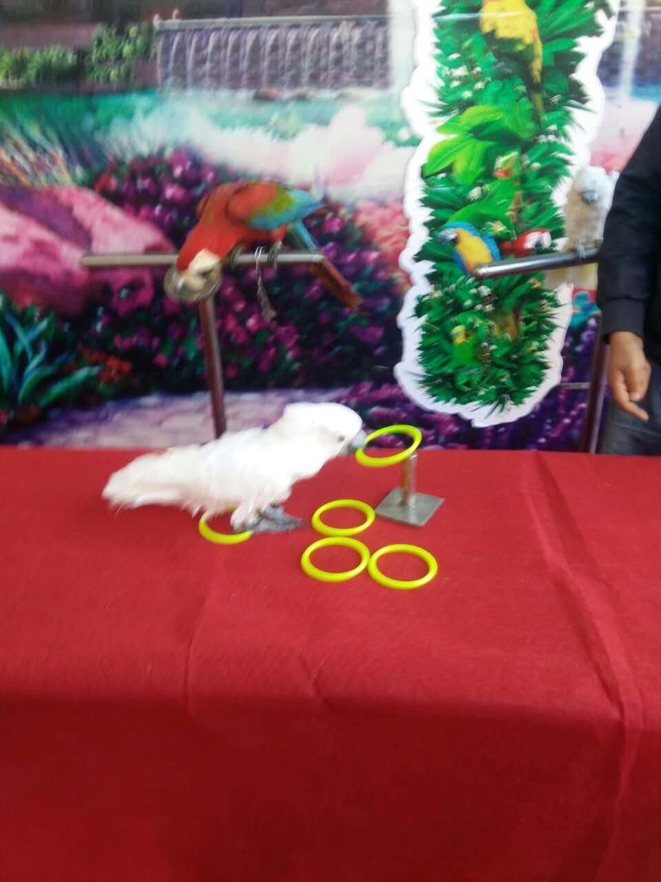 鹦鹉表演 百鸟展览 孔雀展 杂技表演 动物萌宠表演展览 动物