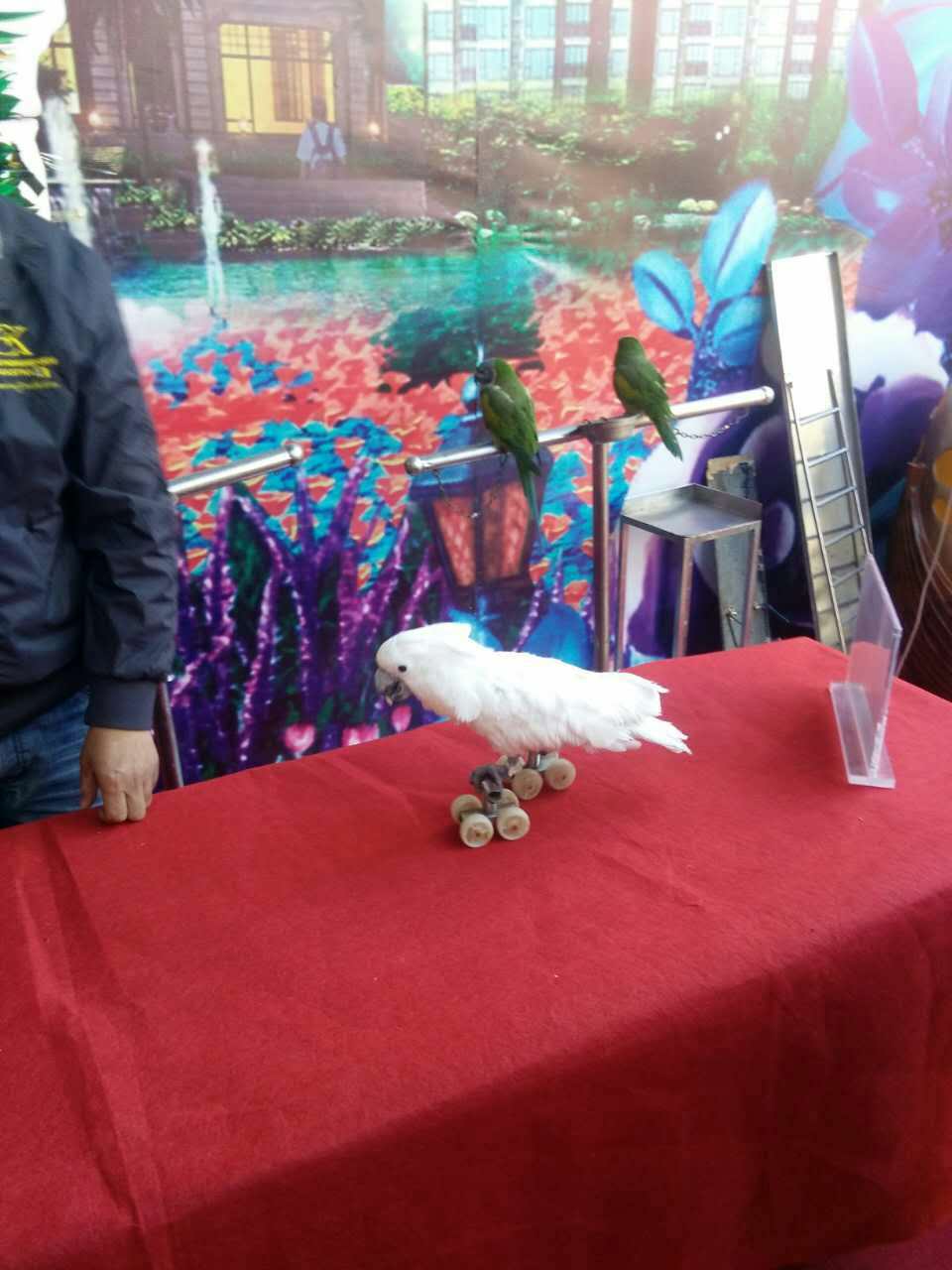 鹦鹉表演 百鸟展览 孔雀展 杂技表演 动物萌宠表演展览 动物