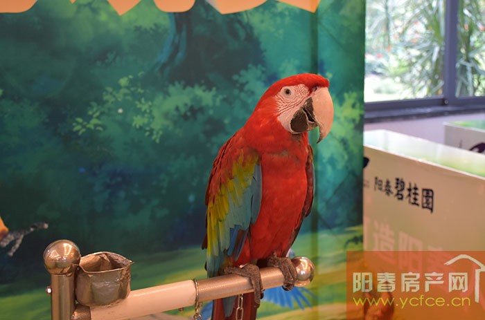 鹦鹉表演 百鸟展览 孔雀展 杂技表演 动物萌宠表演展览 动物