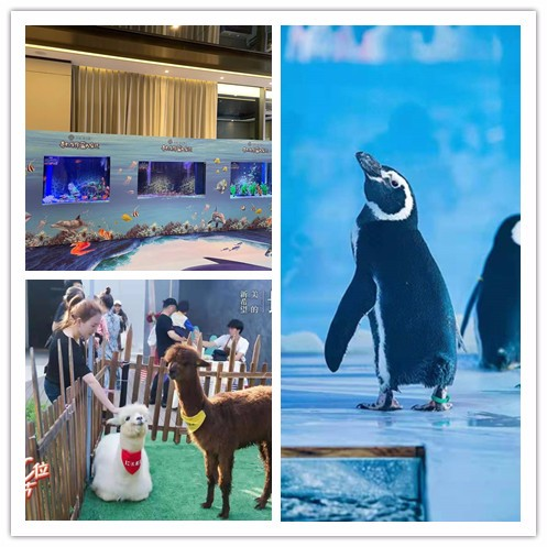 企鹅展览 海洋生物展览出租