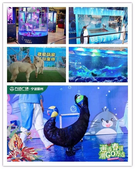 马戏团表演租赁 萌宠表演出租