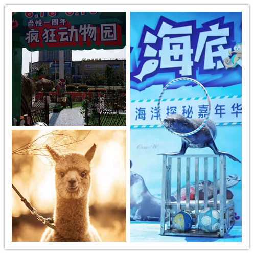 马戏团表演租赁 萌宠表演出租