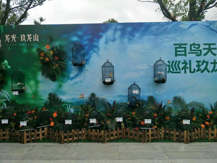 百鸟表演
