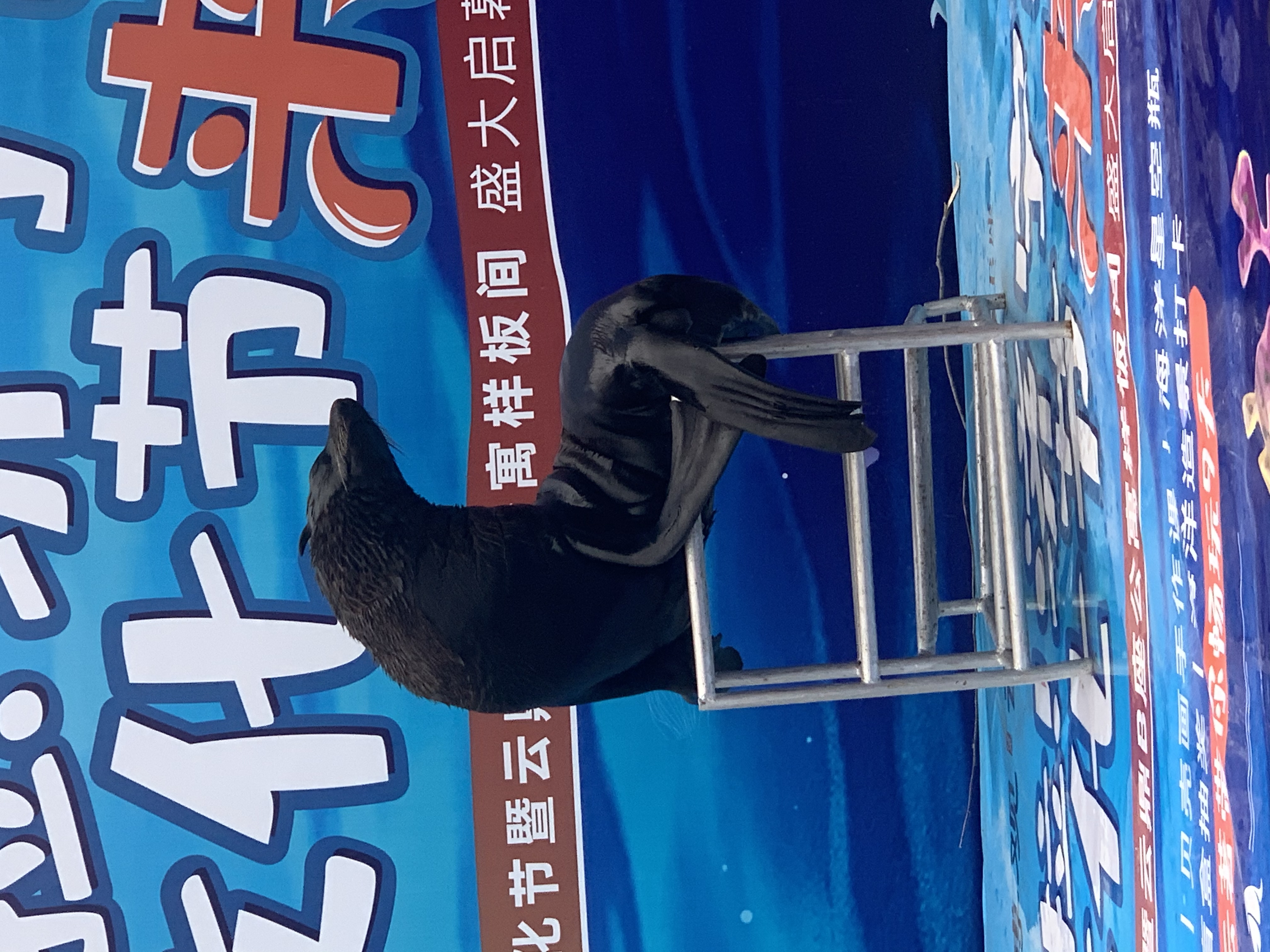 海狮表演 海豹表演 商场 地产必备热门活动