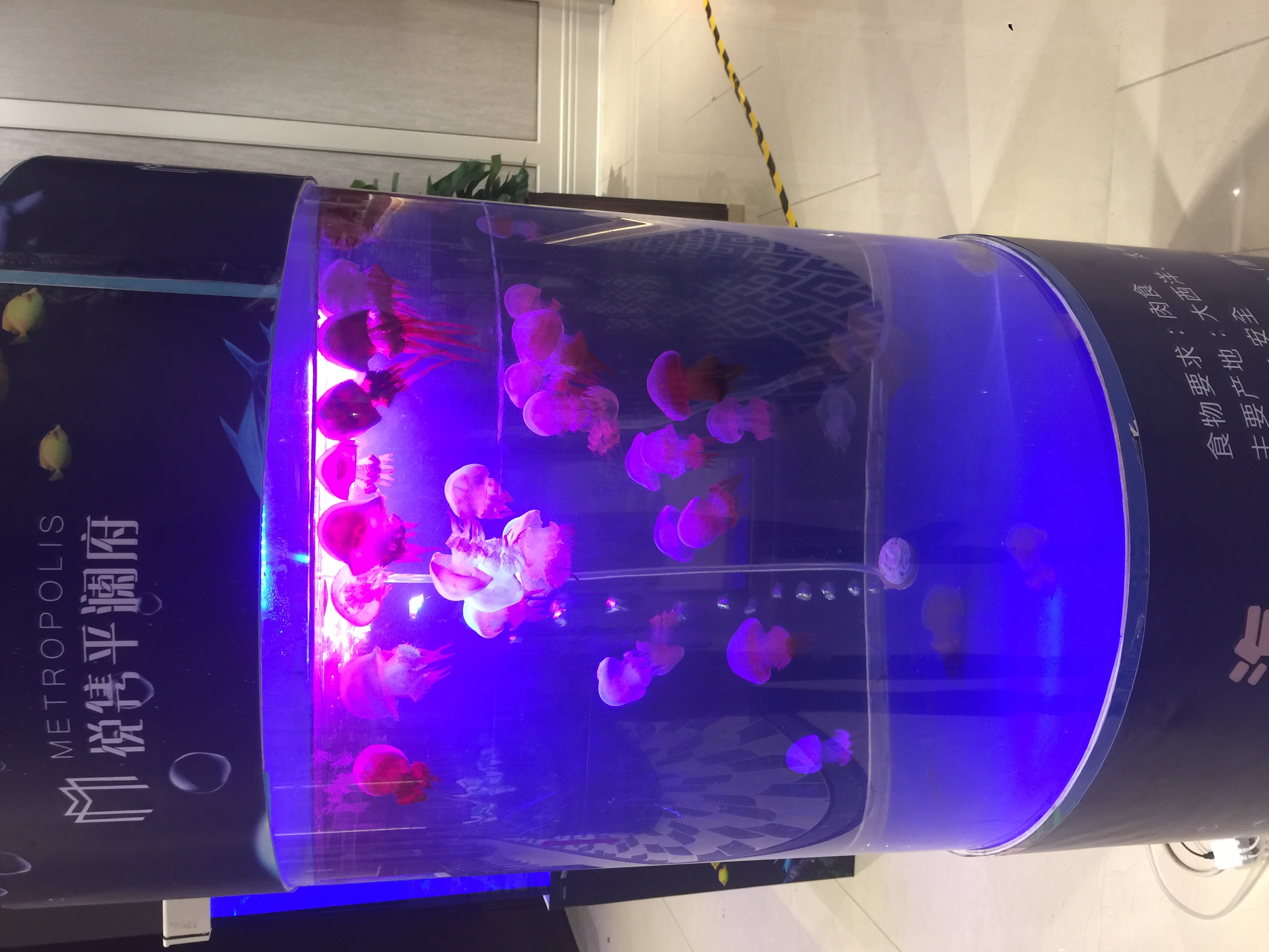 海洋展 海洋生物展 海底世界展 鲨鱼水母展