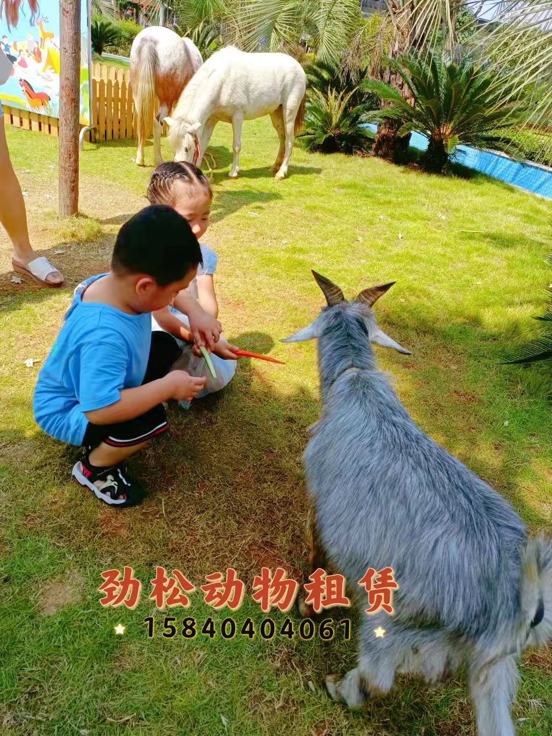 羊驼萌宠展 动物园展 室内动物园 矮马孔雀展览展示