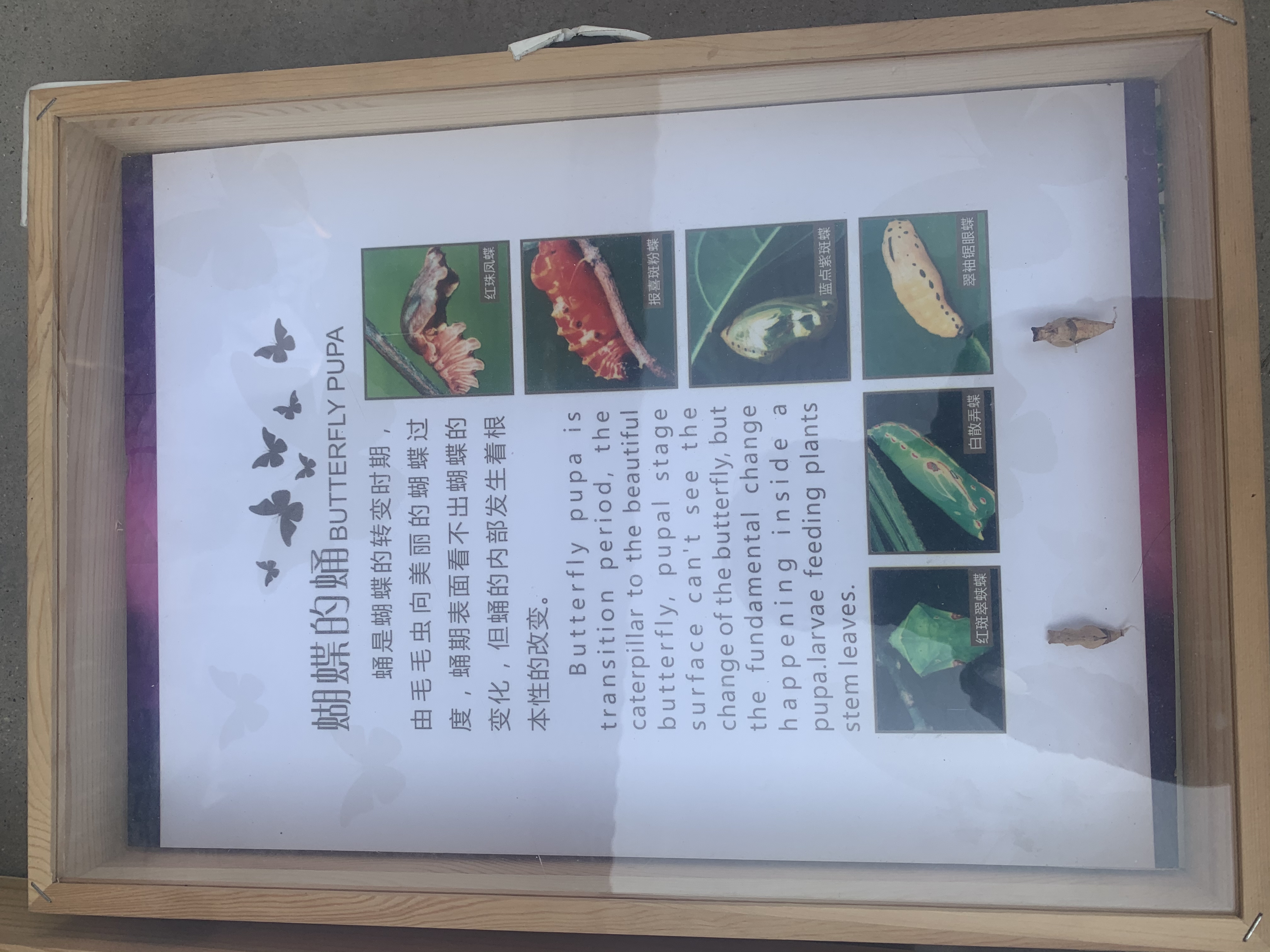 蝴蝶标本展