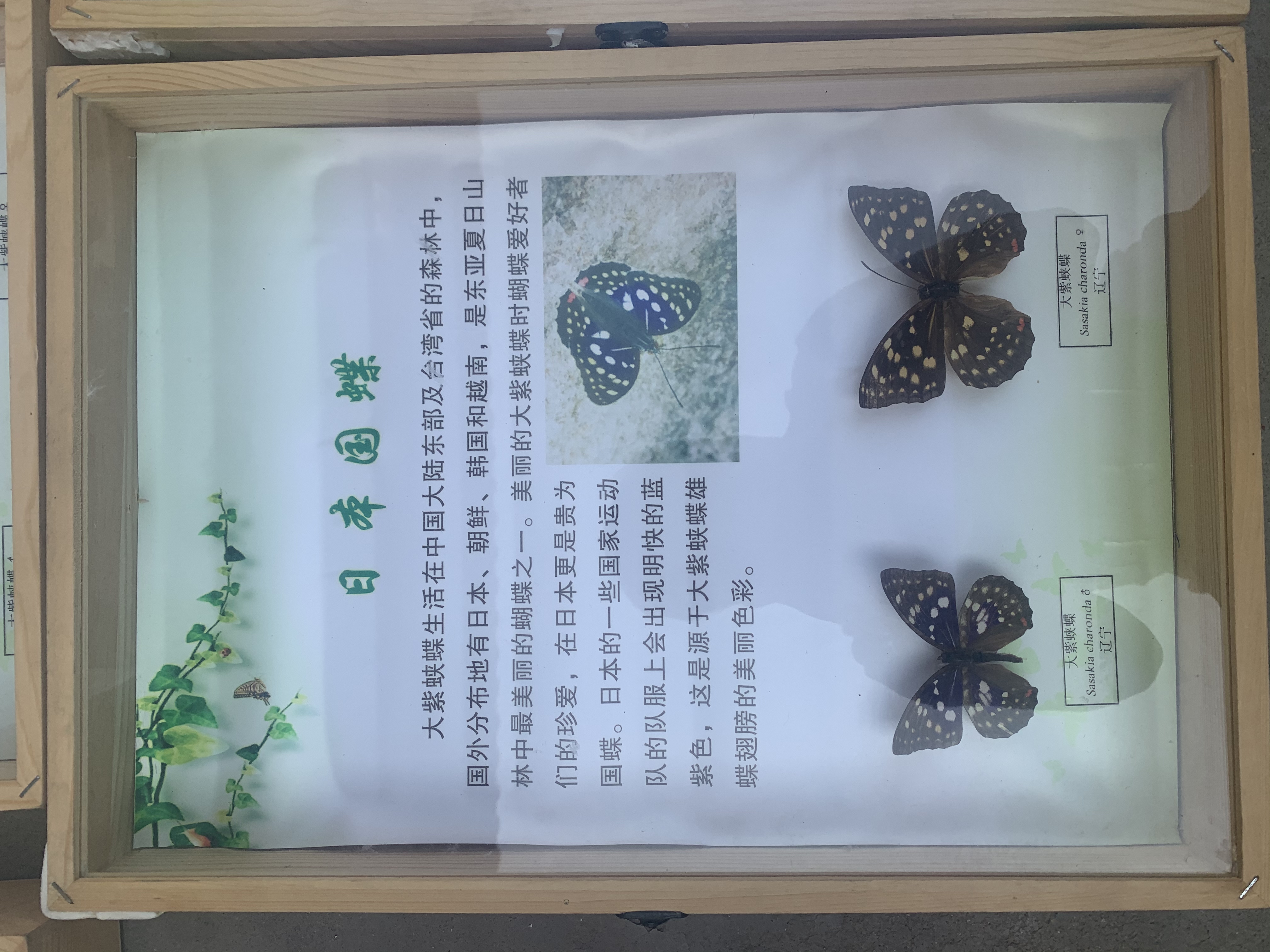蝴蝶标本展