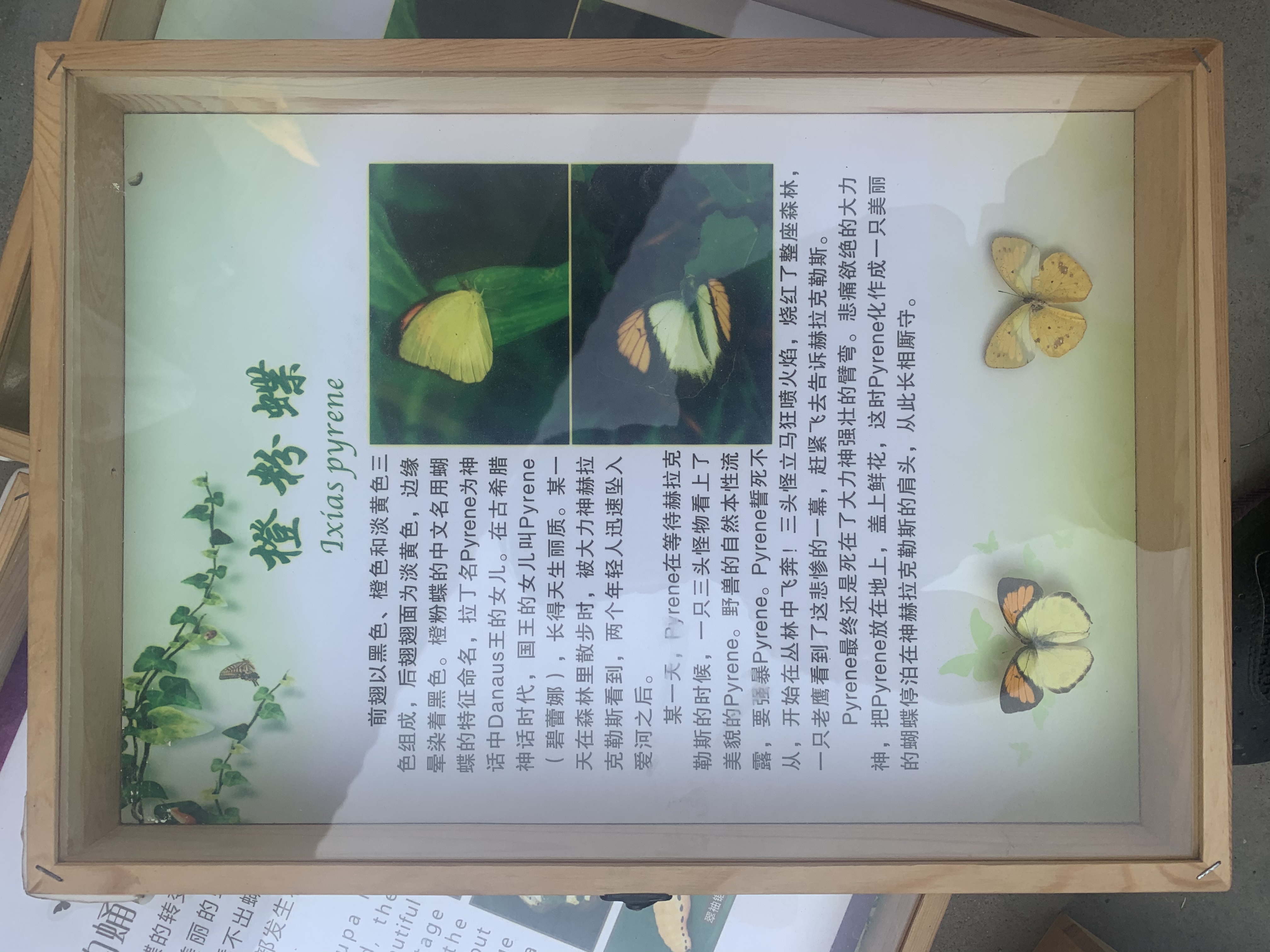 蝴蝶标本展