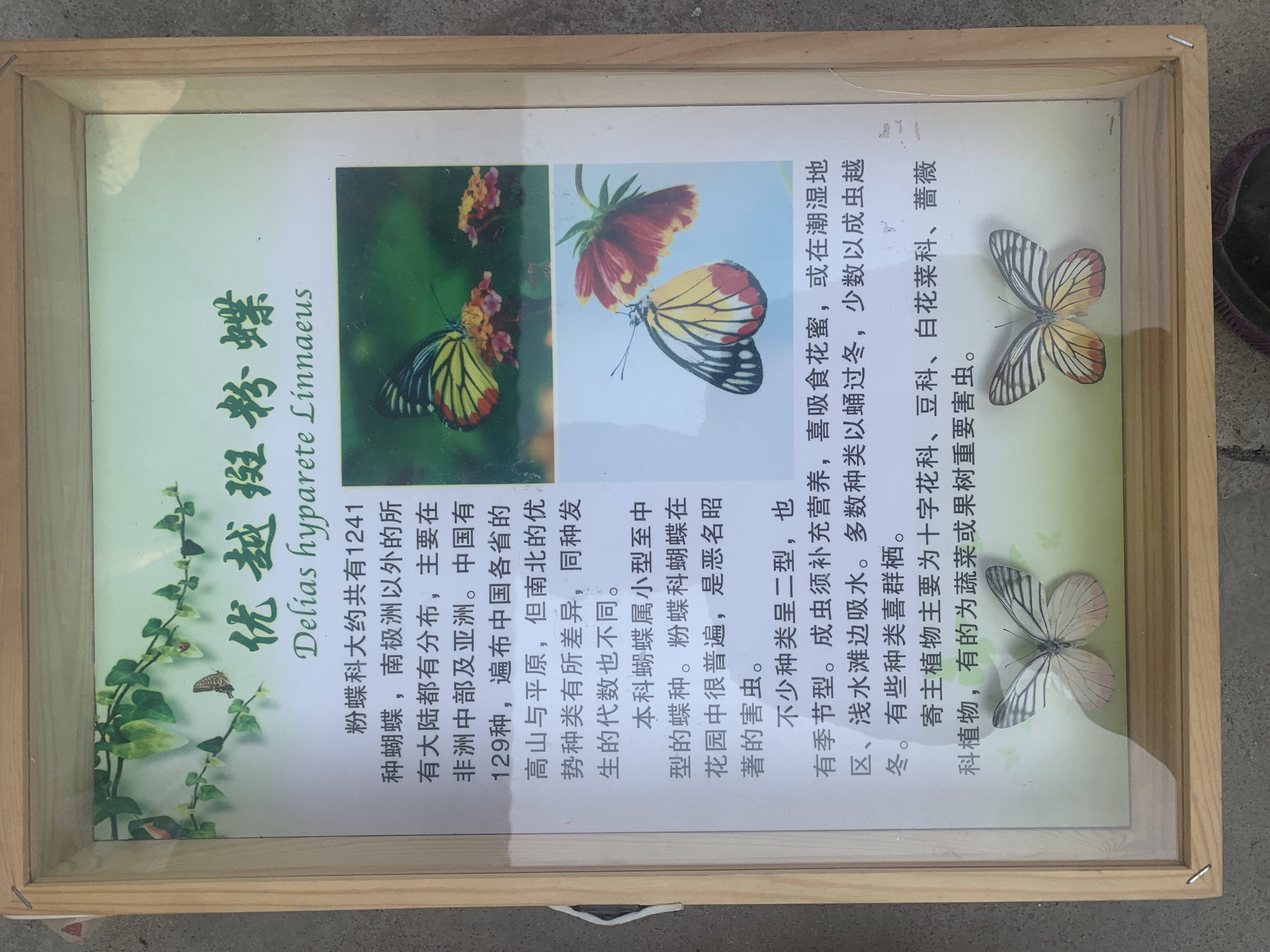 蝴蝶标本展