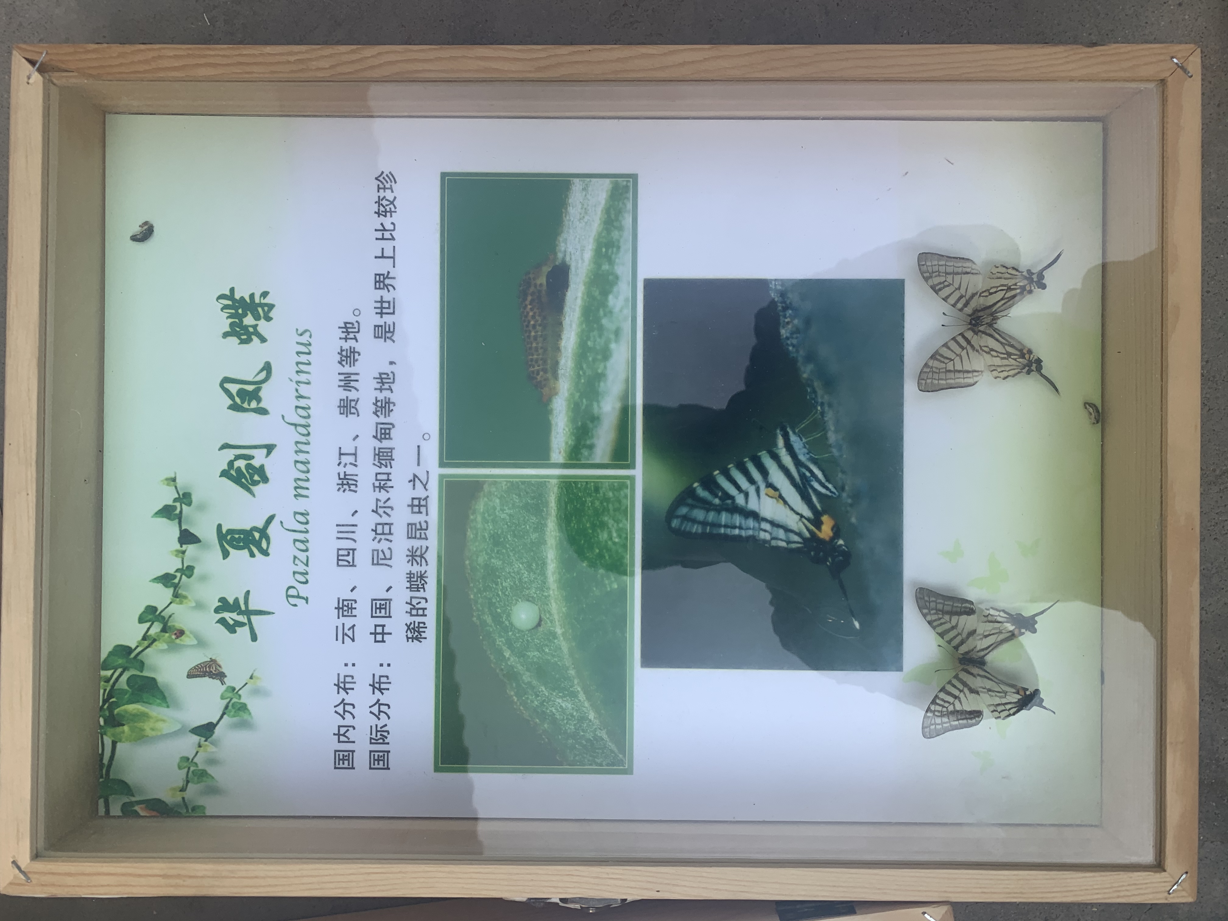 蝴蝶标本展
