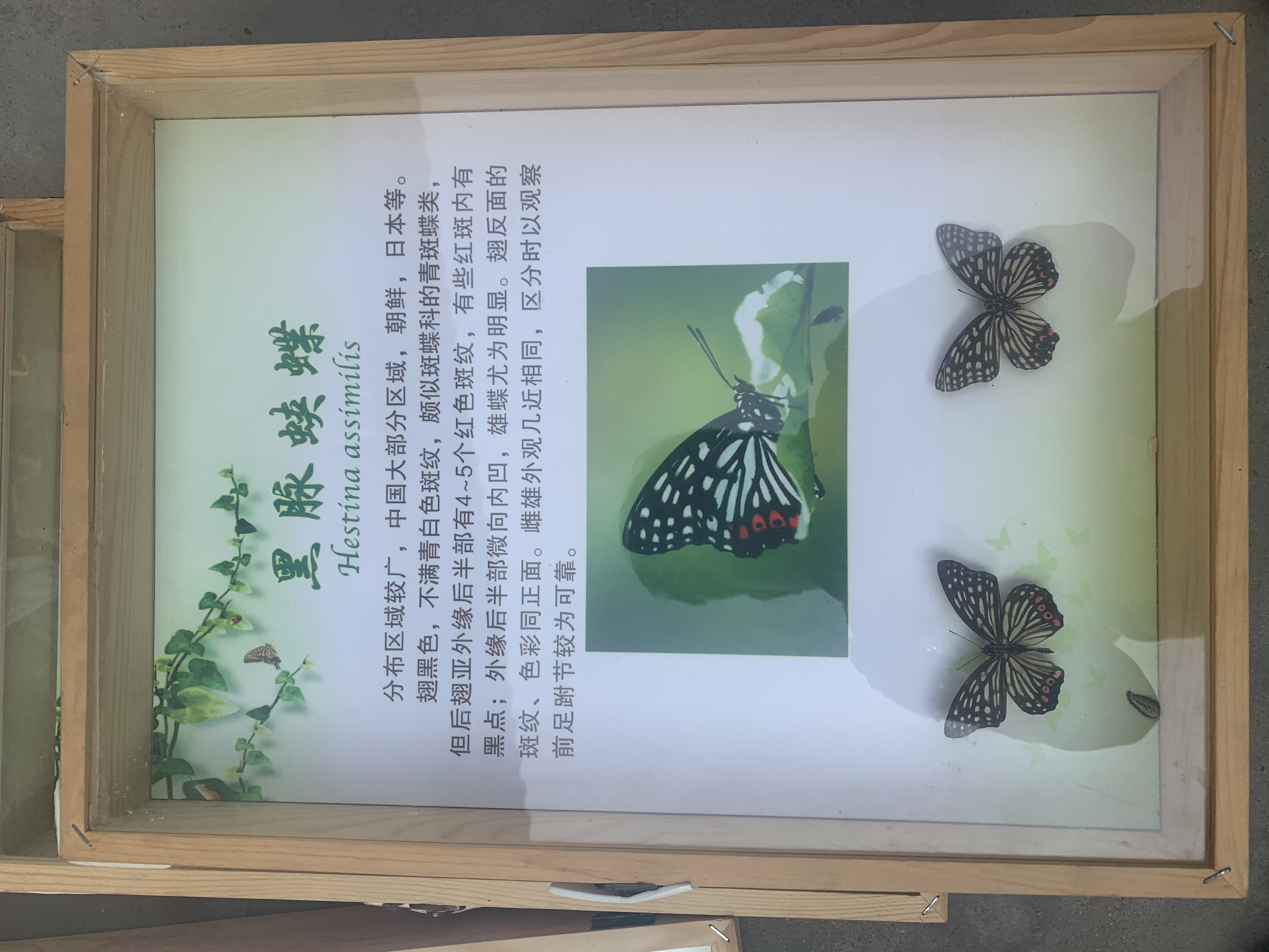 蝴蝶标本展