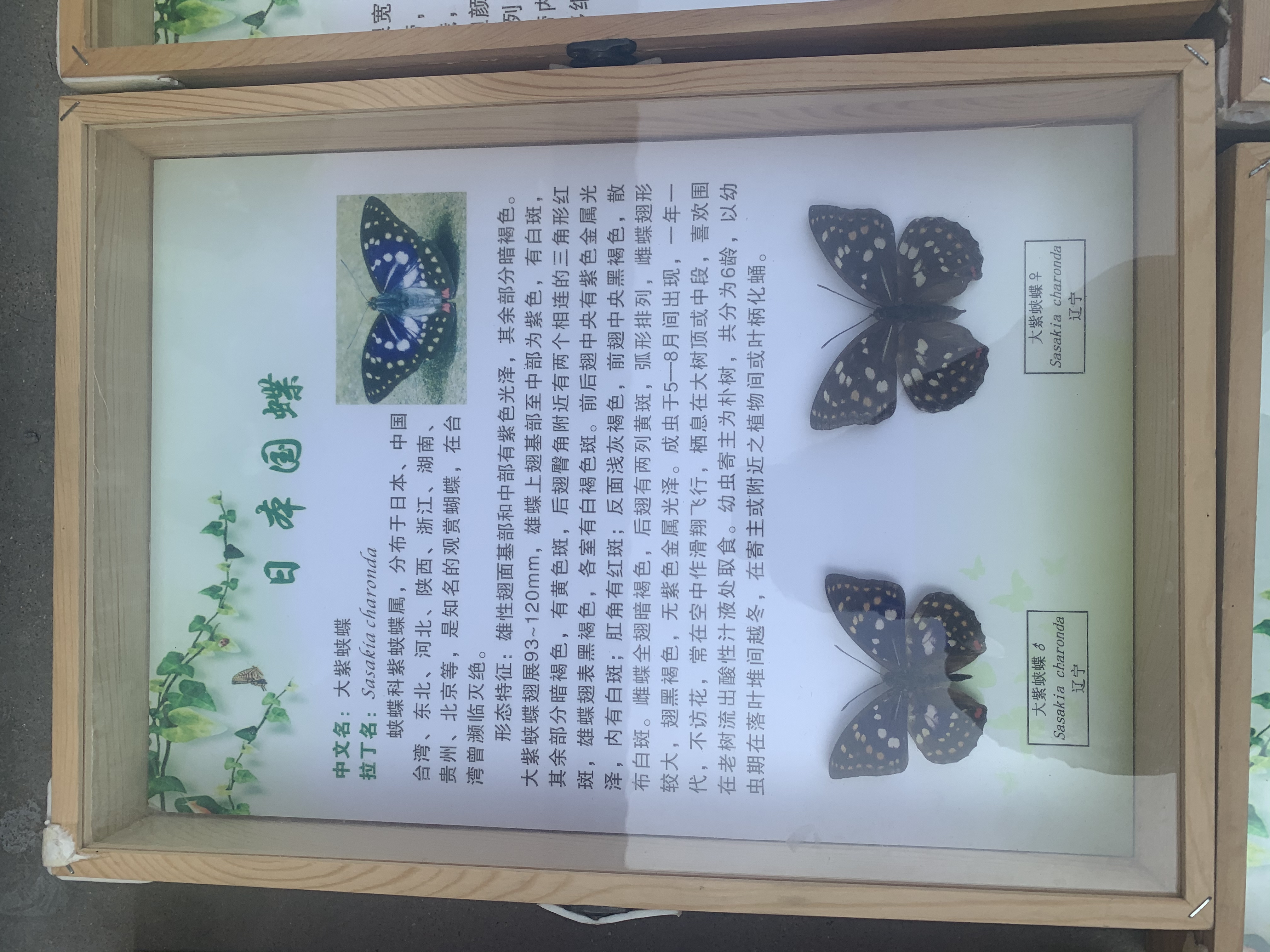 蝴蝶标本展