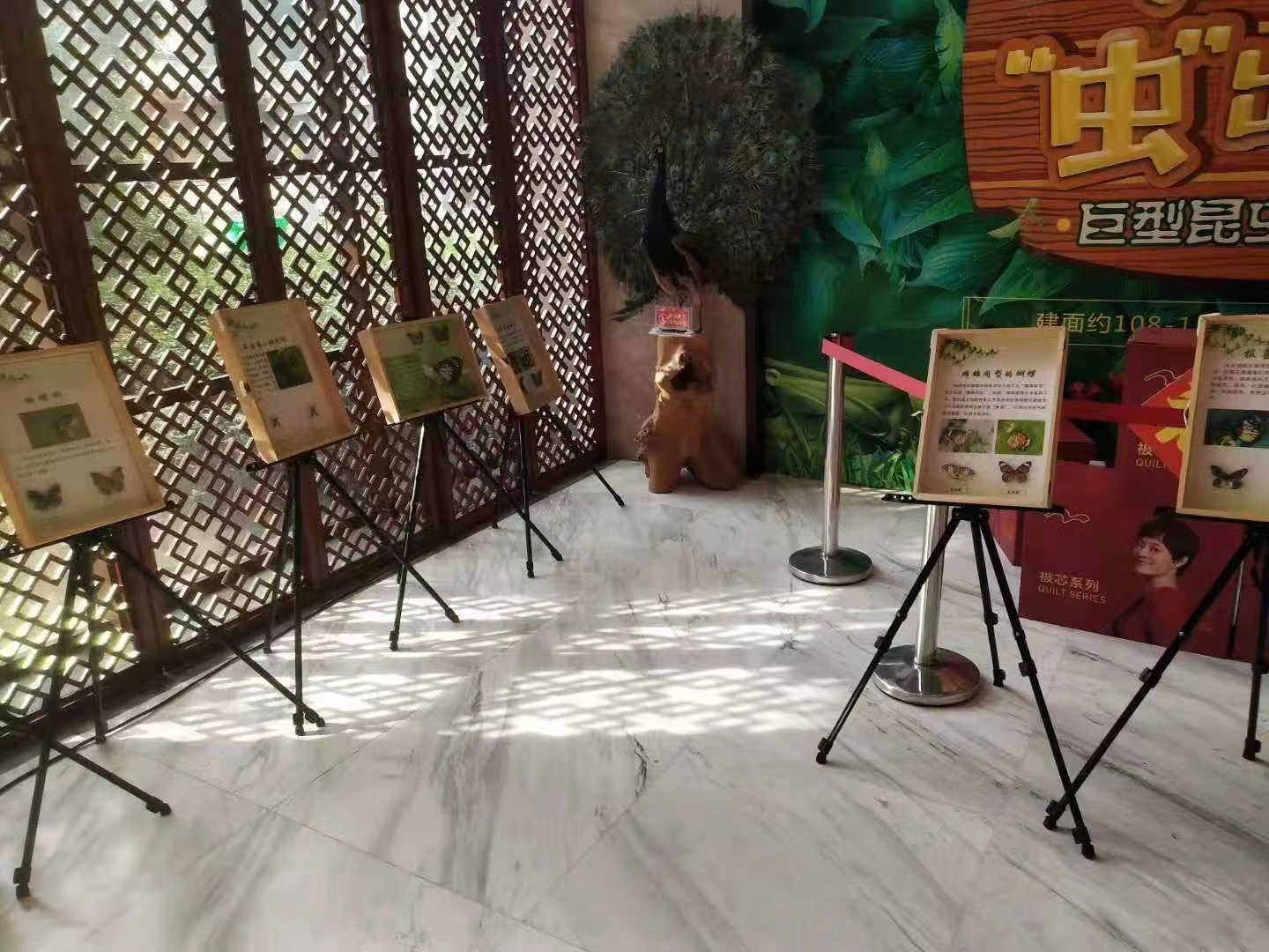 蝴蝶标本展