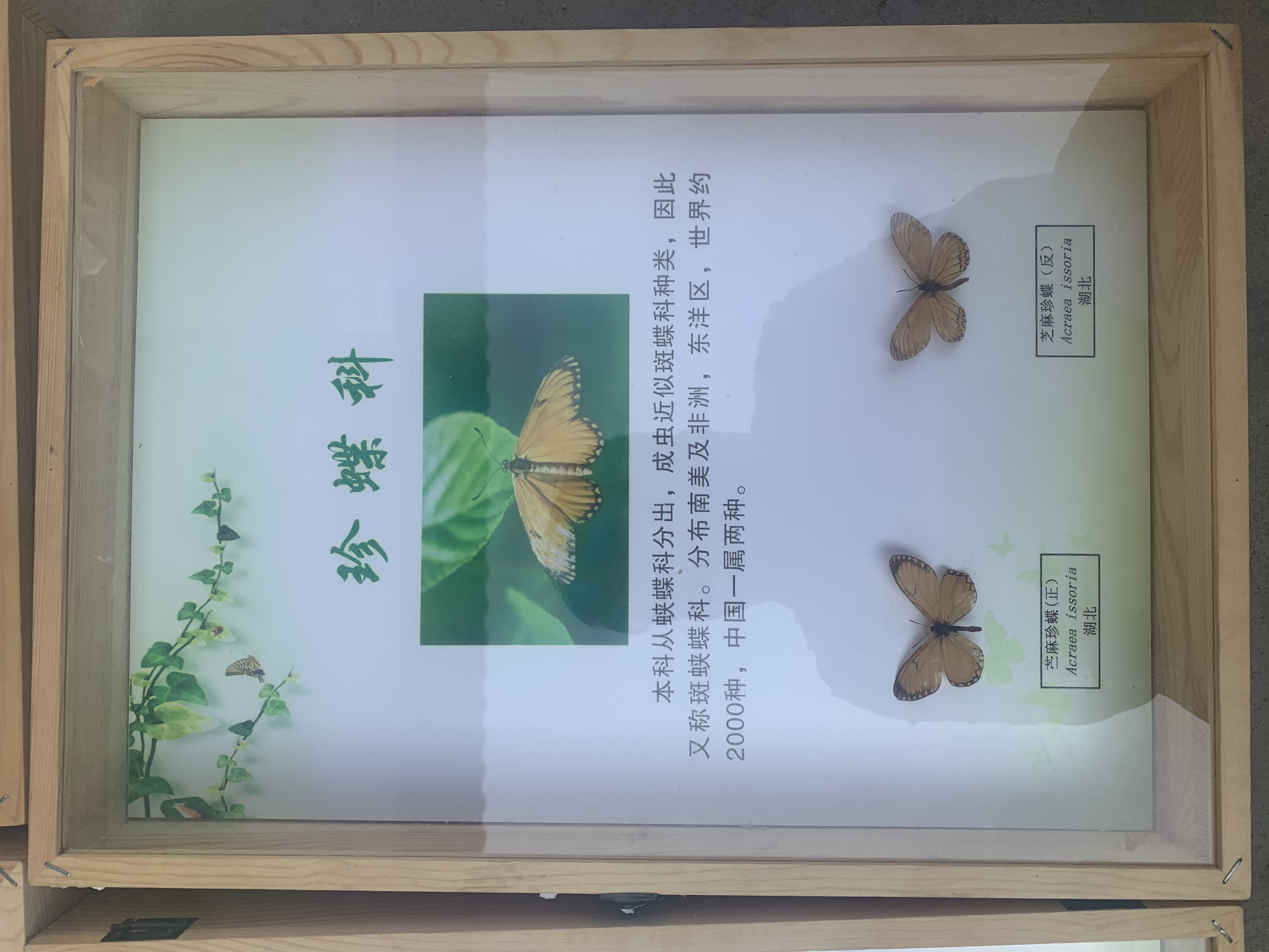 蝴蝶标本展