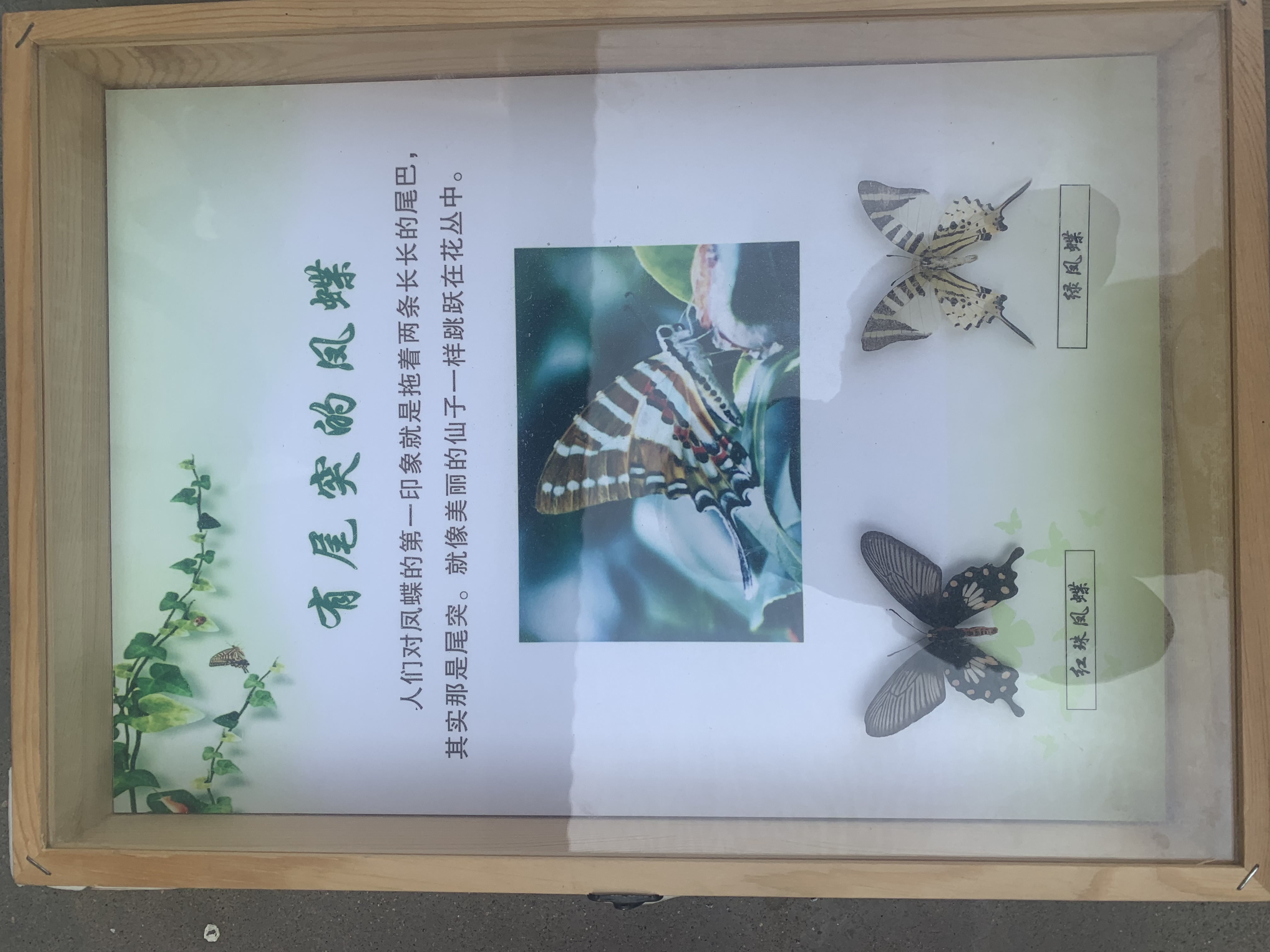 蝴蝶标本展