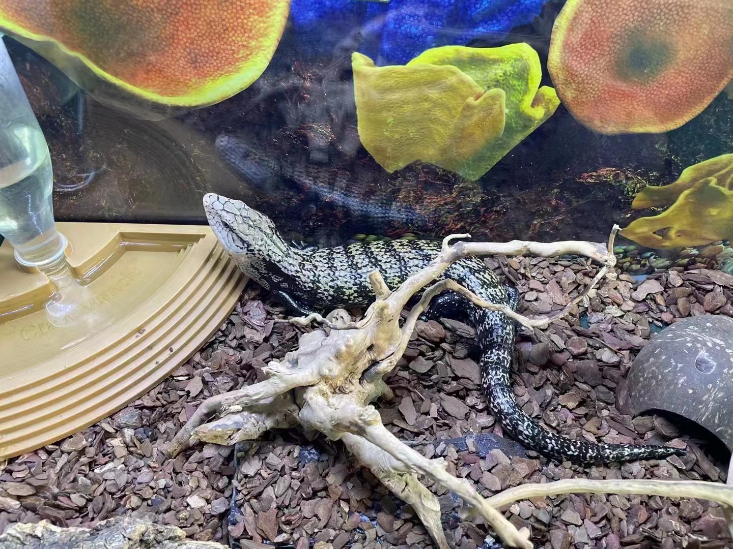 爬行动物展览