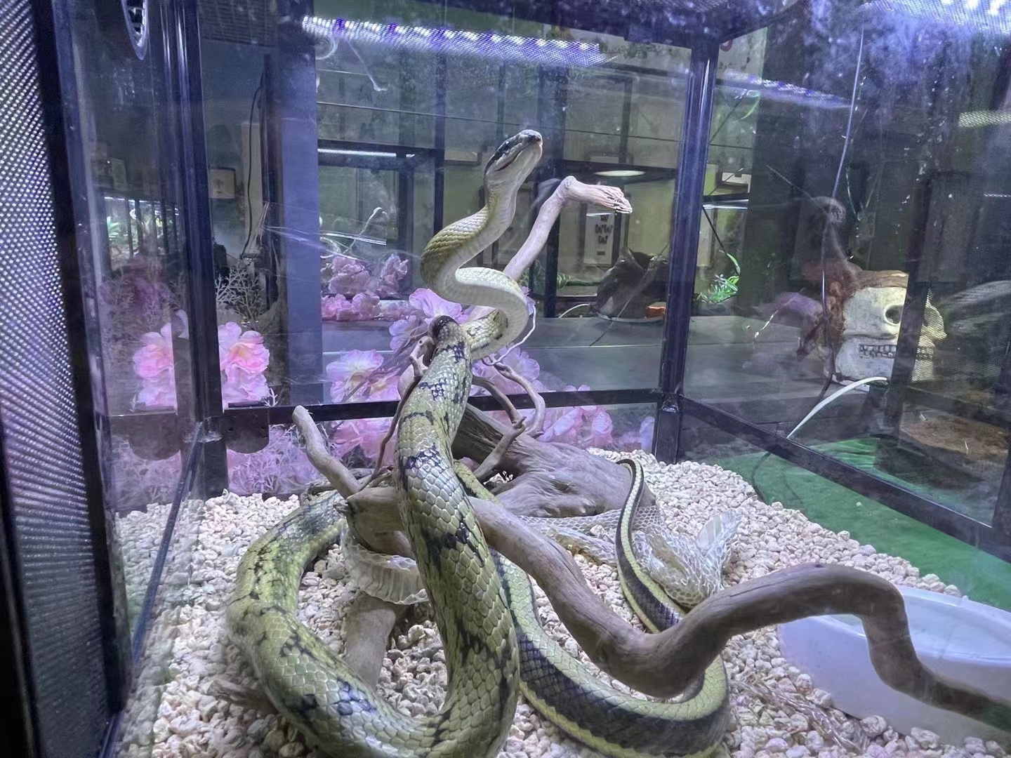 爬行动物展览