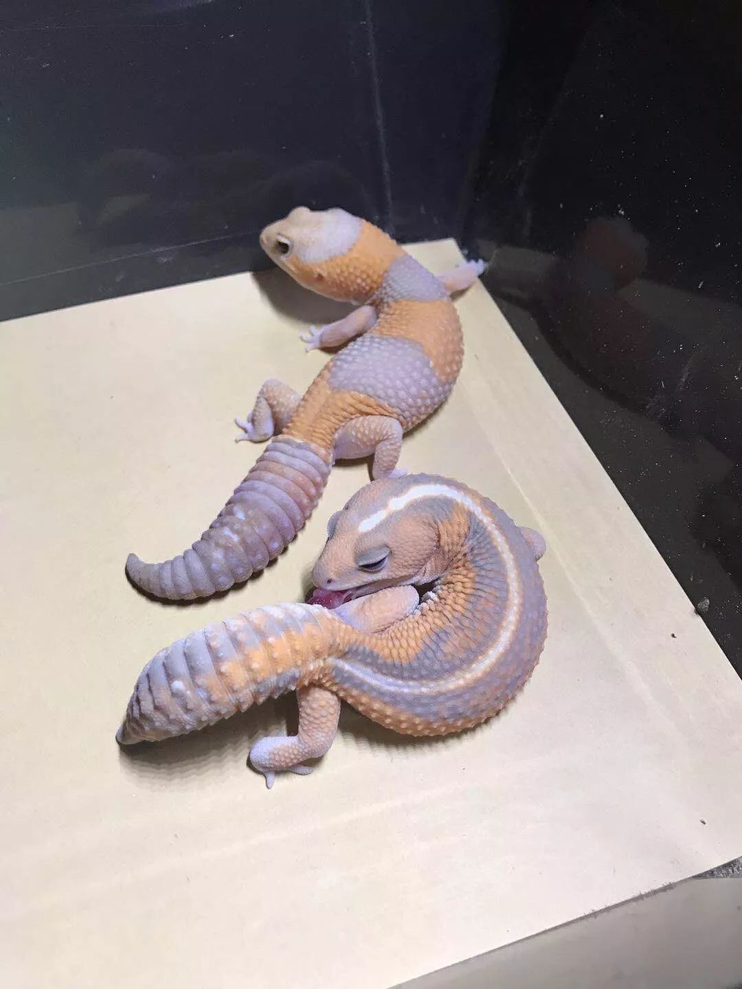 爬行动物展览