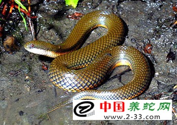 爬行动物展览
