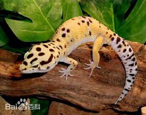 爬行动物展览