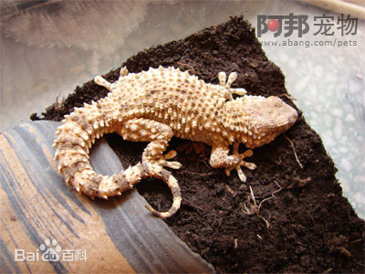 爬行动物展览