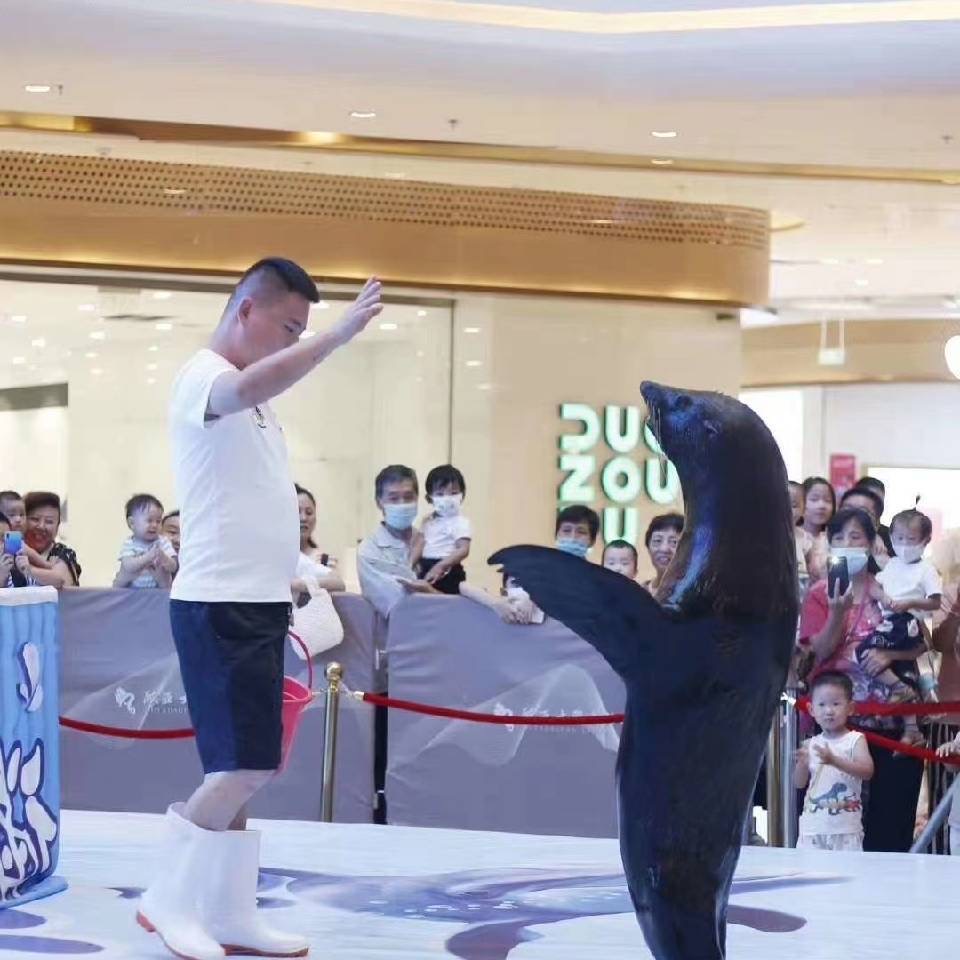 海狮展演