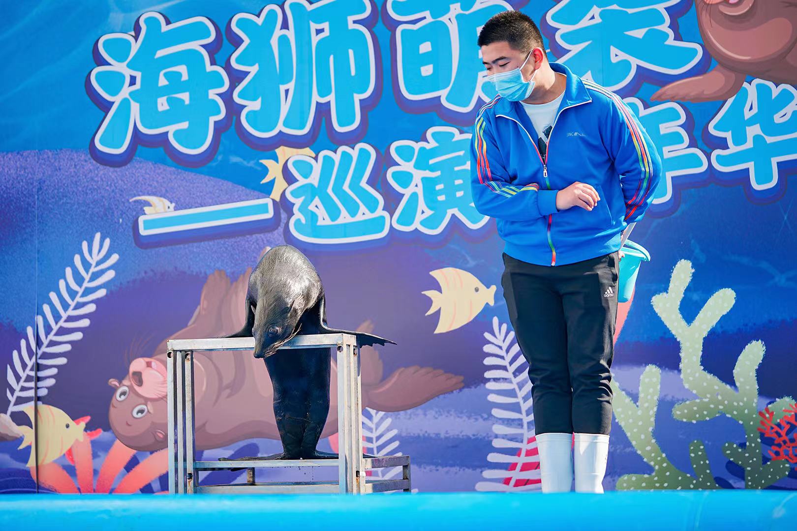 暖场引流暖场活动海狮表演吸引人气