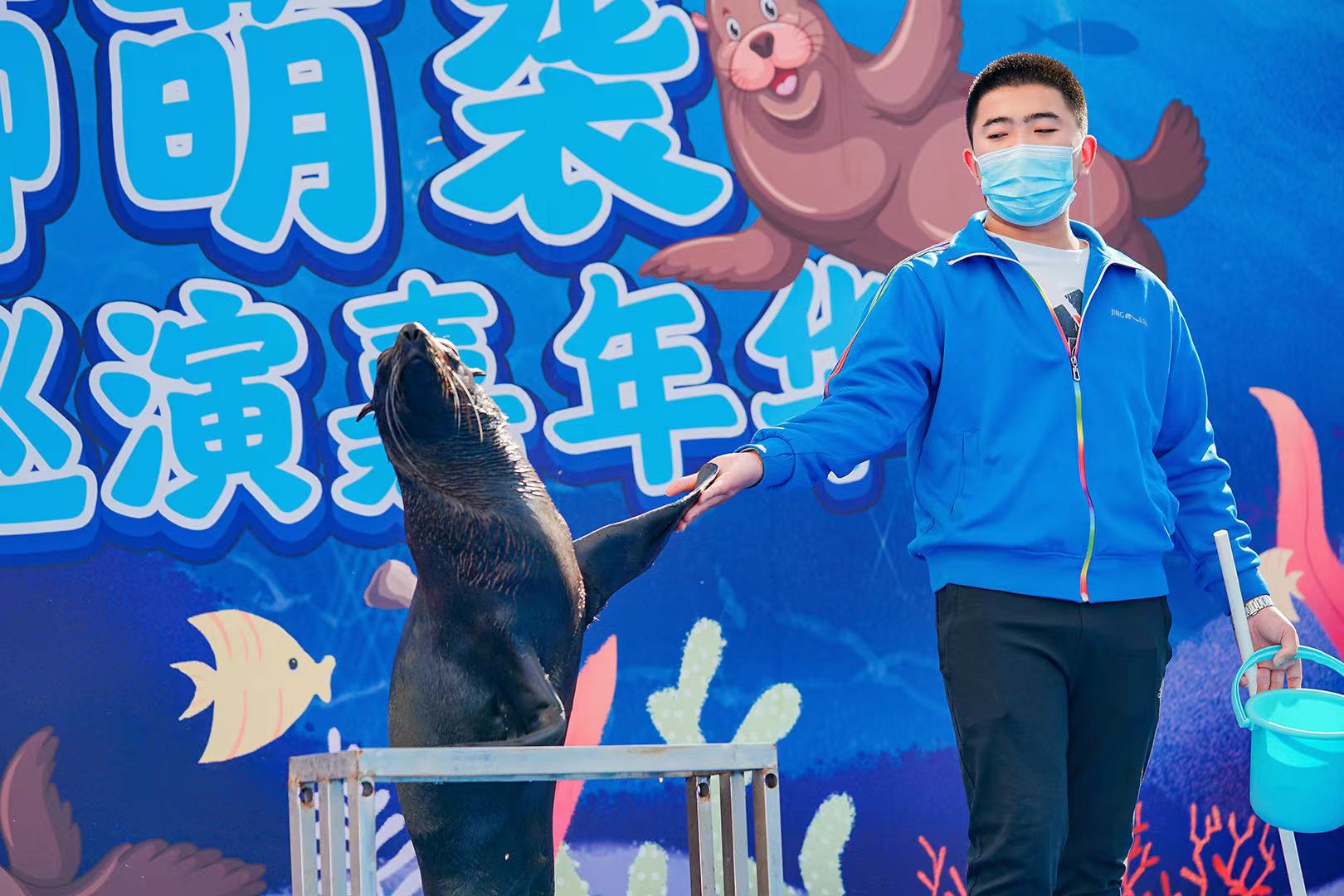 暖场引流暖场活动海狮表演吸引人气