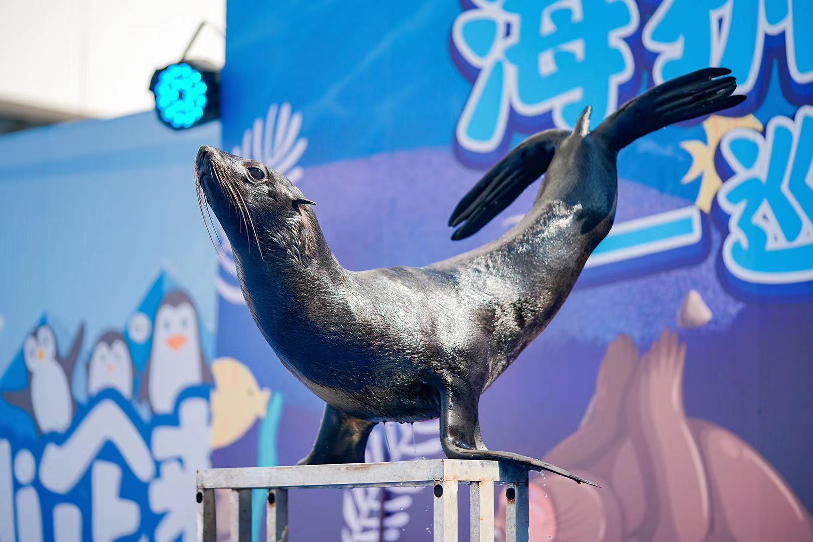 暖场引流暖场活动海狮表演吸引人气