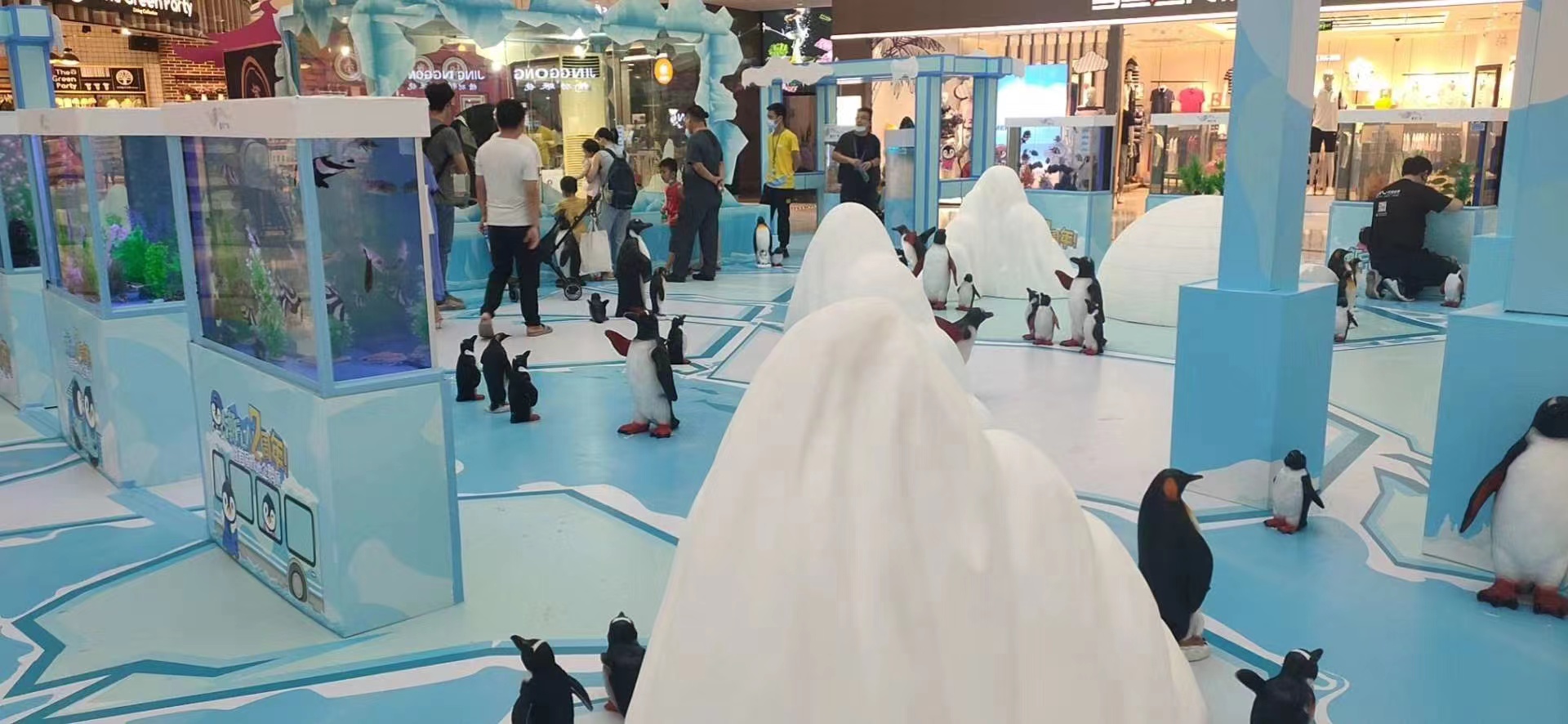 萌宠羊驼矮马出租展览萌宠嘉年华出租引流时尚朋友圈