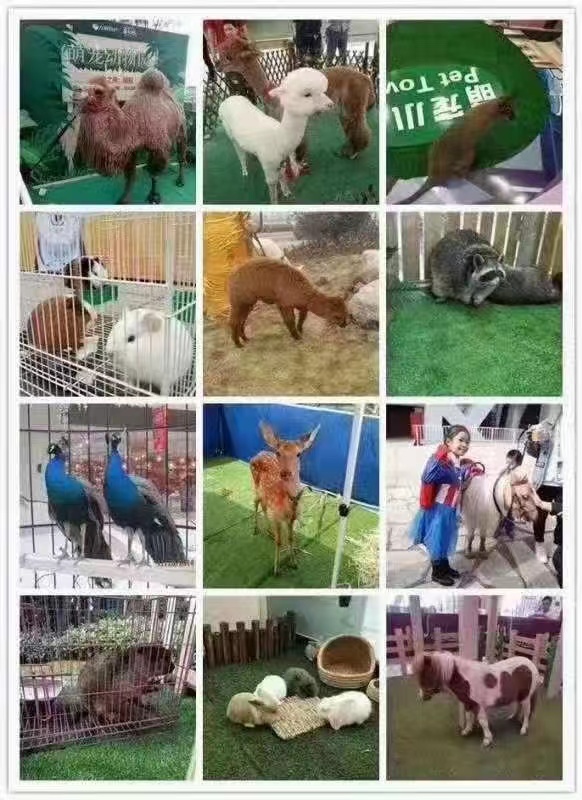 萌宠羊驼矮马出租展览萌宠嘉年华出租引流时尚朋友圈