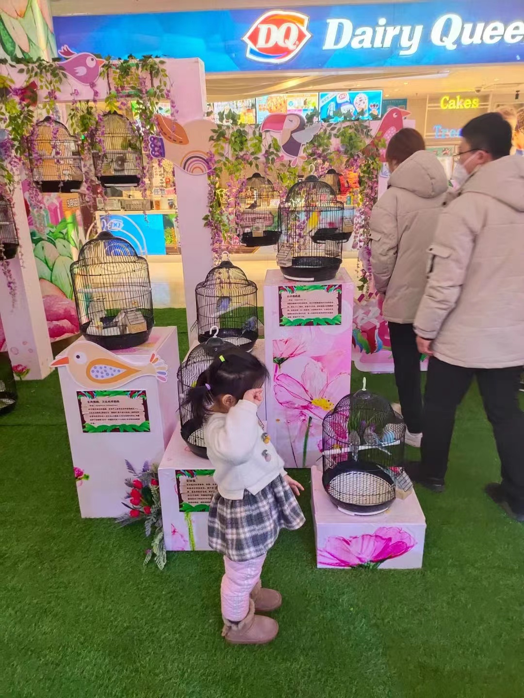 百鸟展出租展览适合景区地产商场暖场引流客源