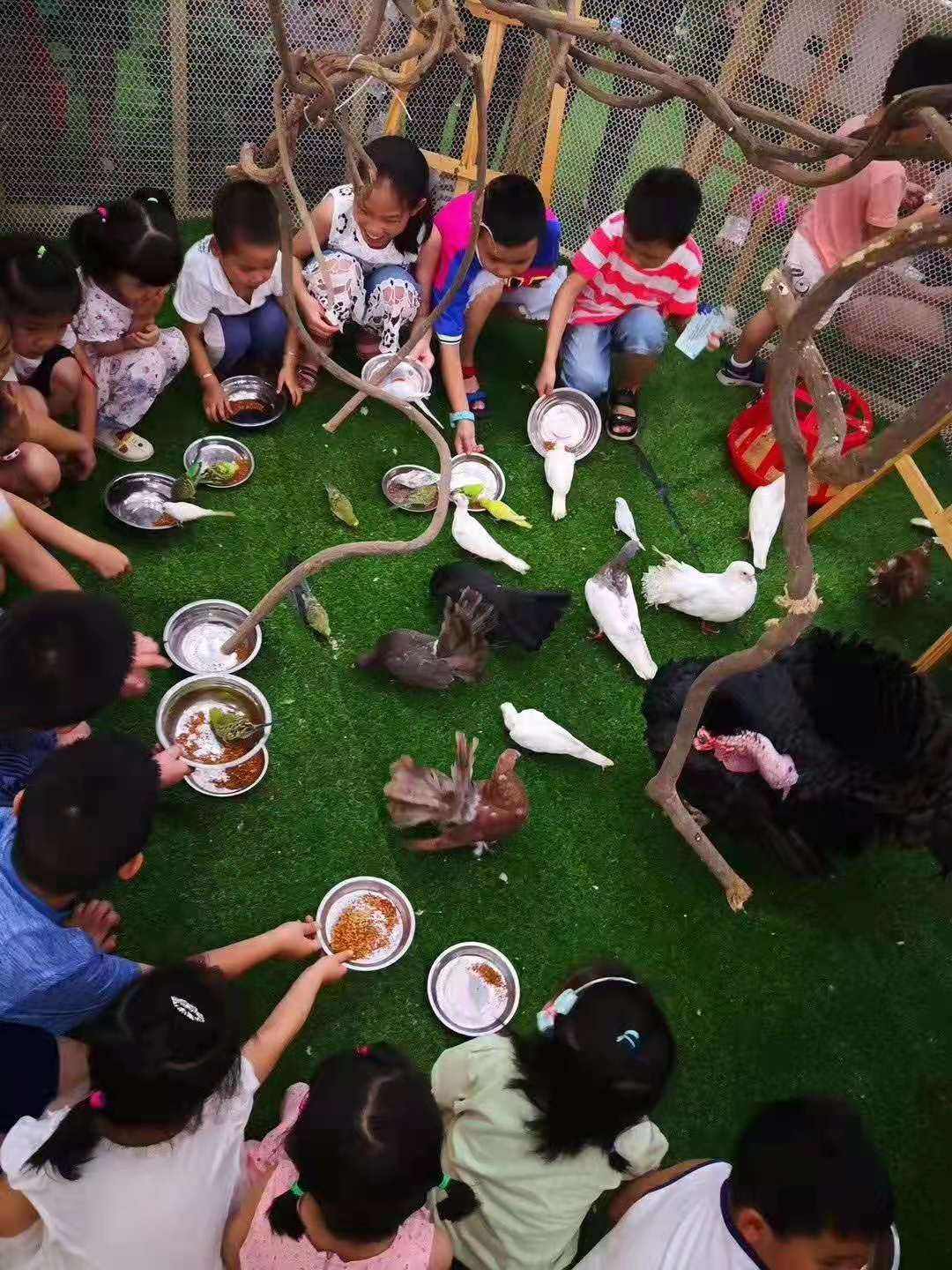 百鸟展出租展览适合景区地产商场暖场引流客源