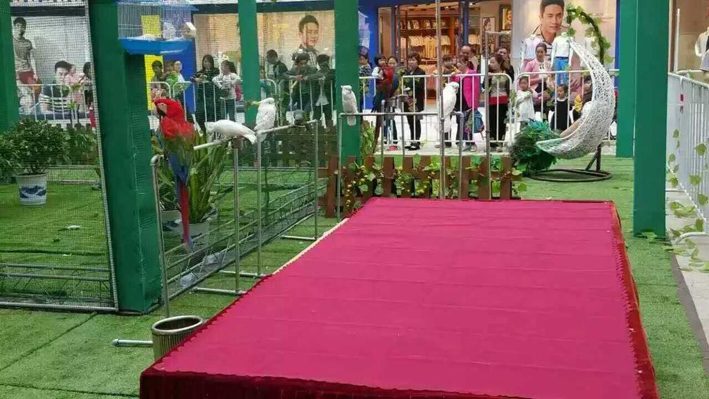 2022新消息：鸵鸟孔雀鹦鹉百鸟展可靠资源