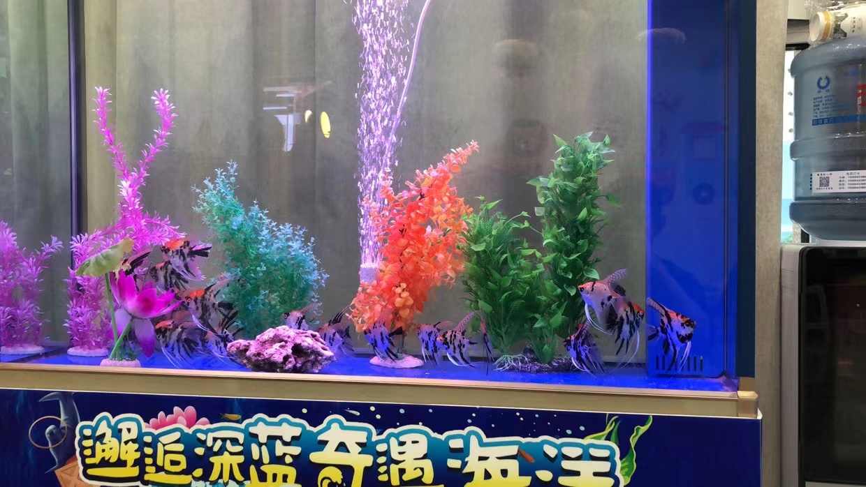 企鹅展览出租海狮表演出租展览引流客源