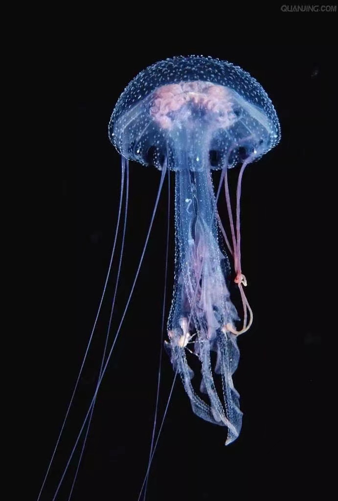 企鹅展览出租海狮表演出租展览引流客源