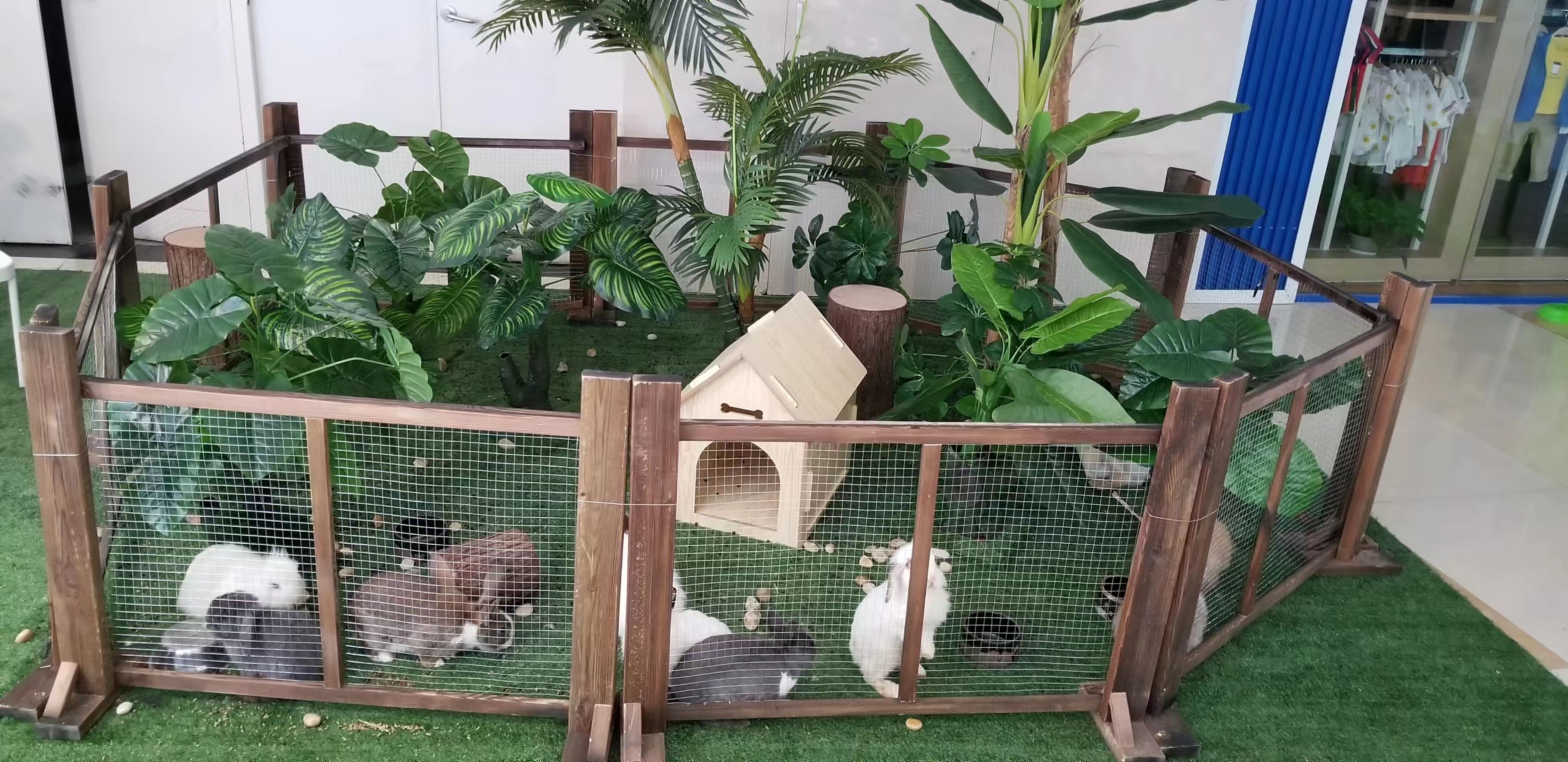 羊驼出租  萌宠动物展租赁